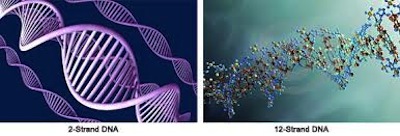 12 filamenti del DNA secondo la guarigione riconnettiva DNA e linee energetiche